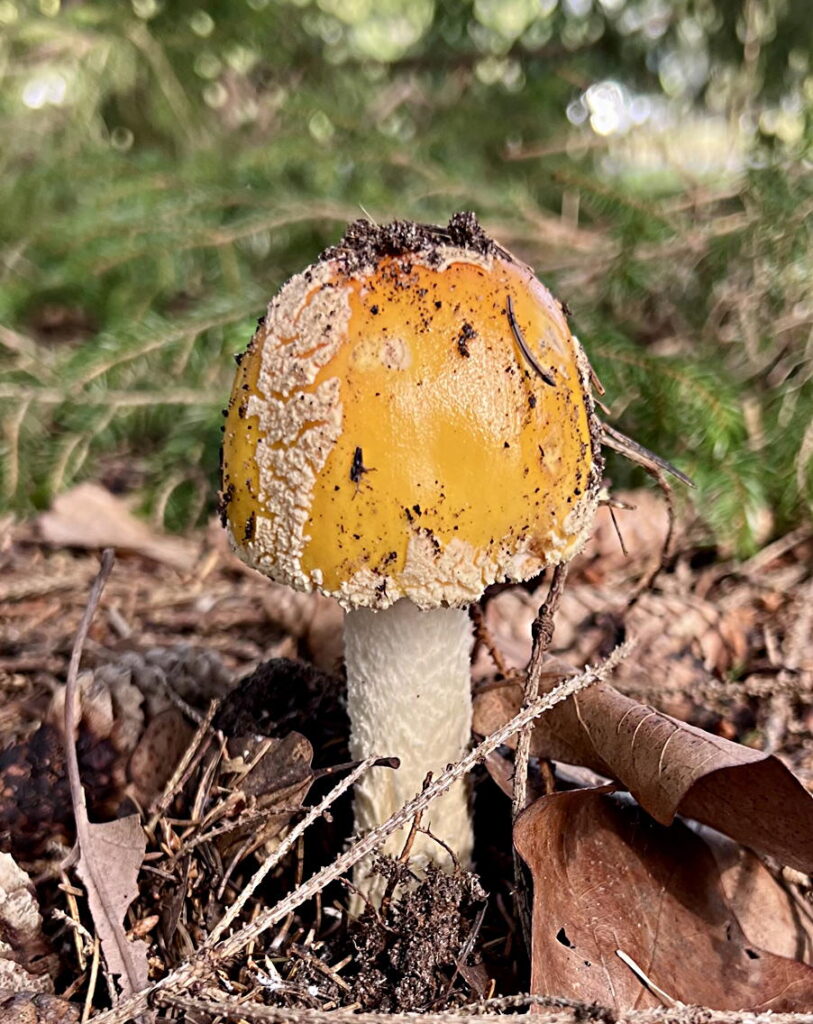 Amanita muscaria