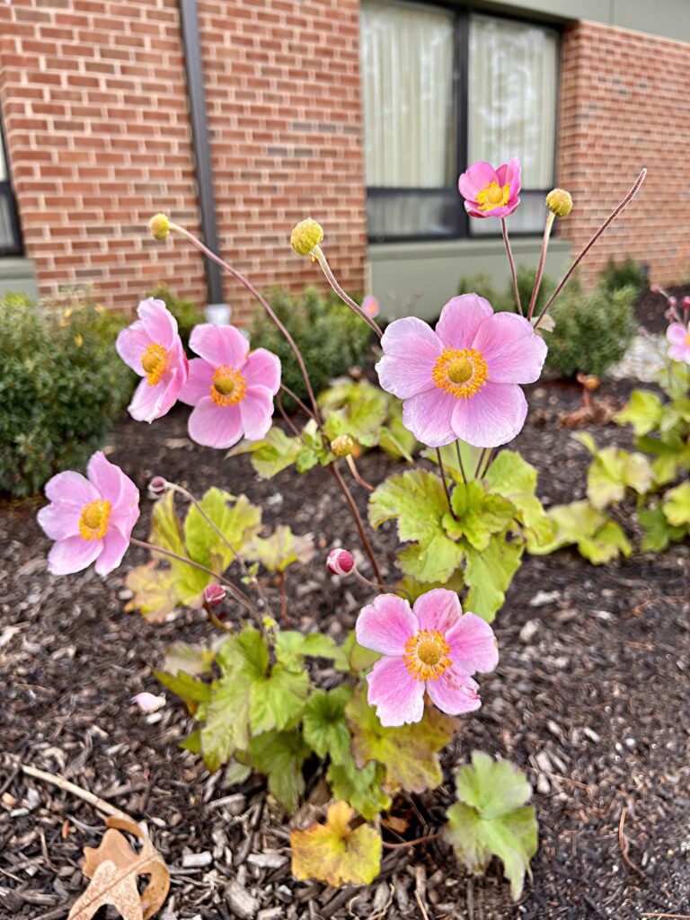 Japanese Anemone