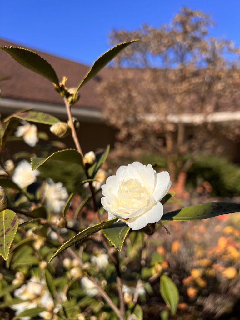 Japanese Camellia