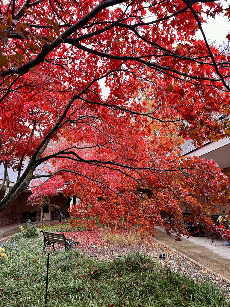 Japanese Maple