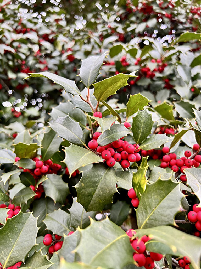American Holly