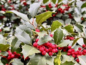 American Holly