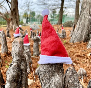 Santa Hats on Baldcypress knees