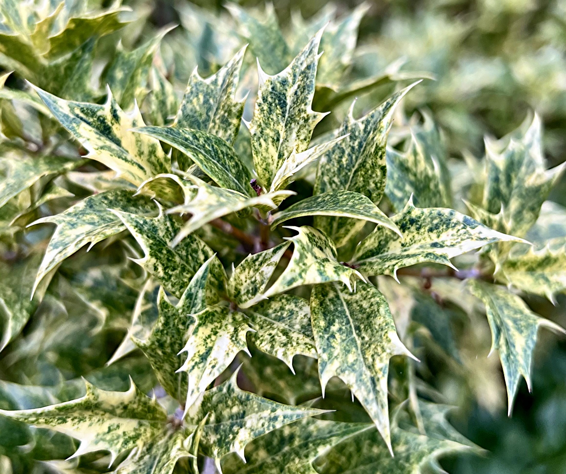 Variegated Tea Olive, Osmanthus goshiki