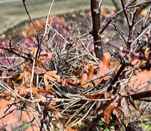 Bird'sNest, Empty