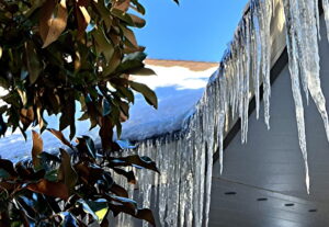 Magnolia and icicles