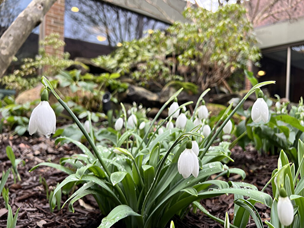 snowdrops