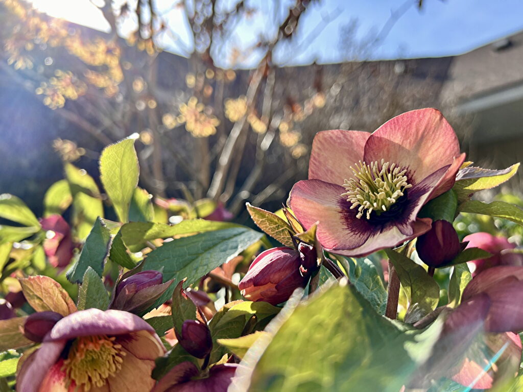 Hellebore