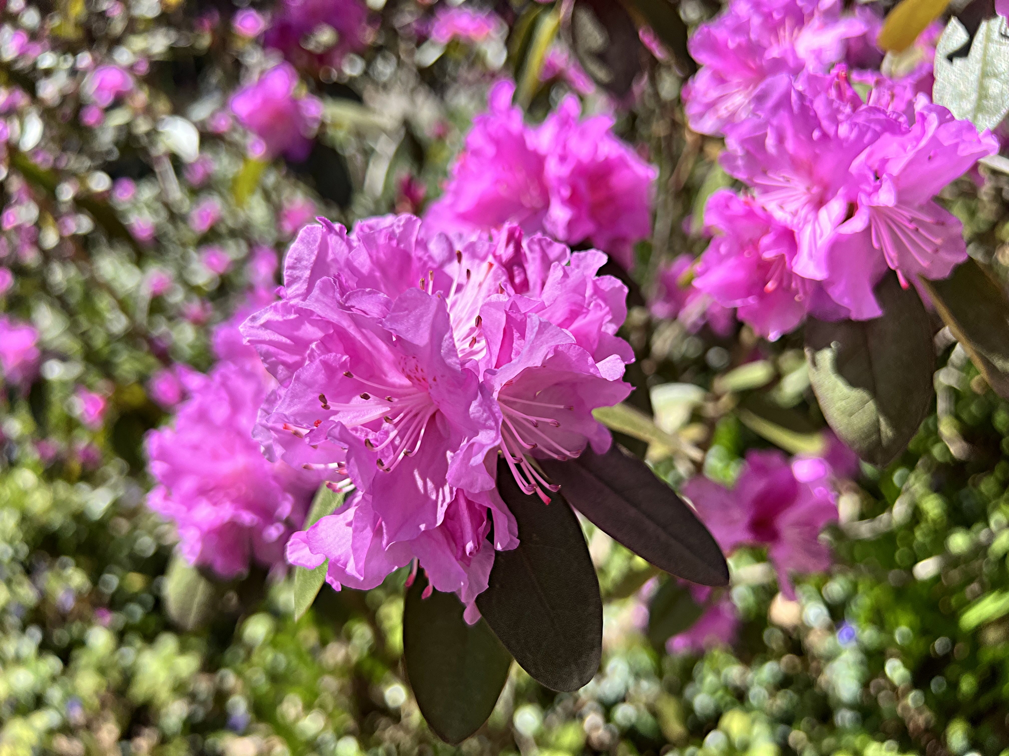 March 29, 2024 – Rhododendron ‘Delaware Valley White’ – Barton ...