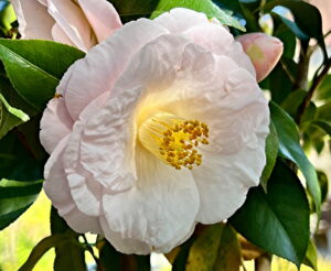 pale pink Camellia