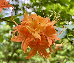 Flame Azalea