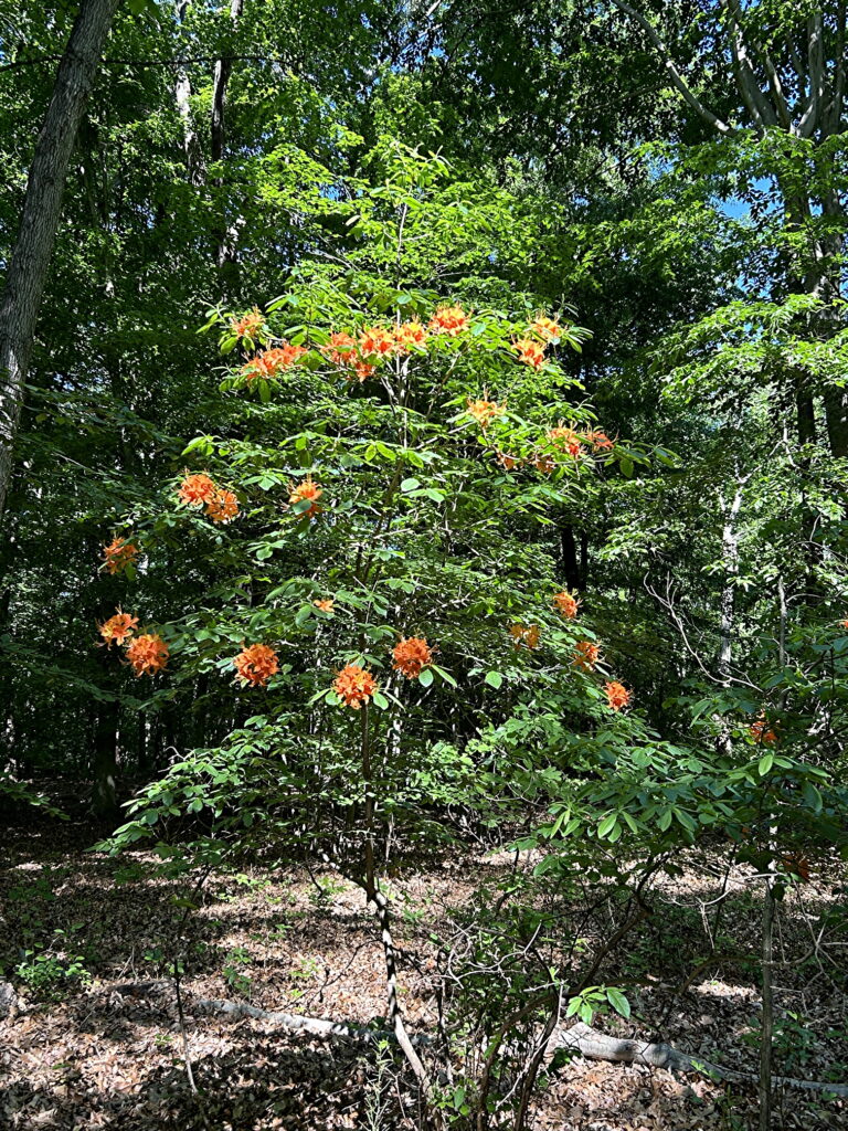 Flame Azalea