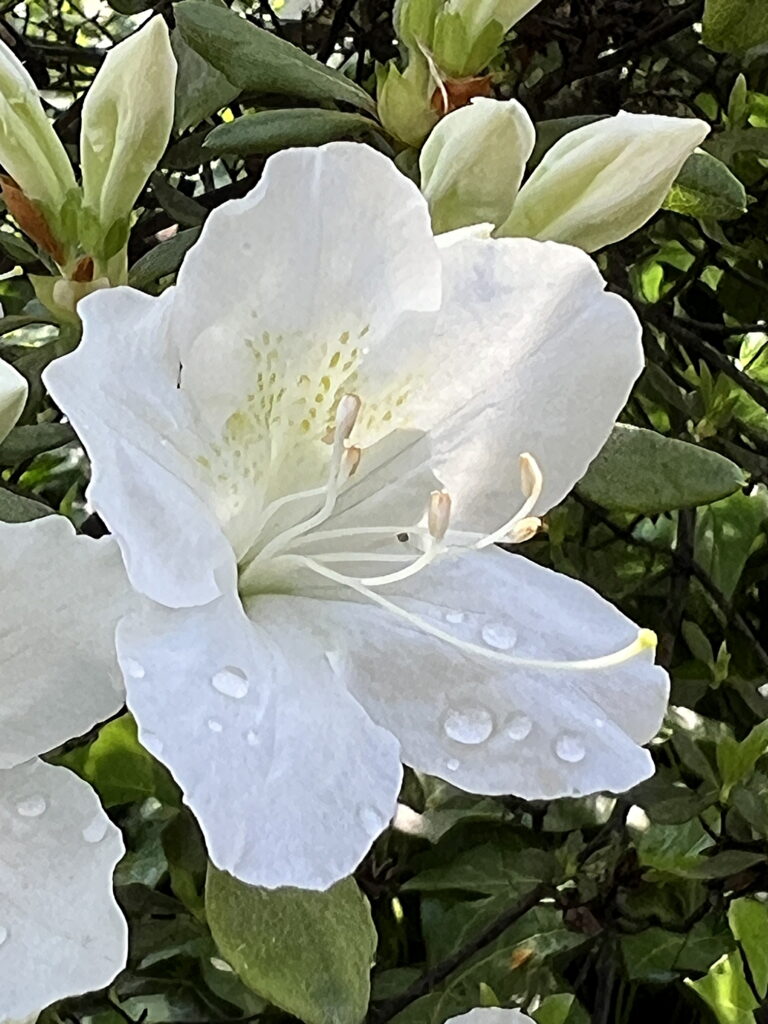 White Azalea