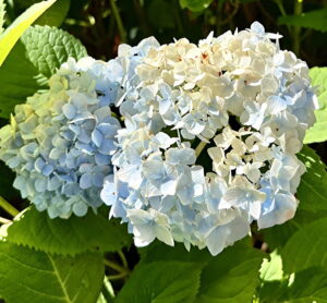 Hydrangea flower