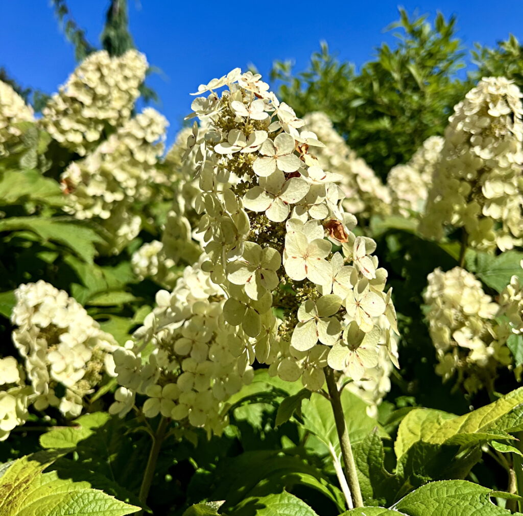 Hydrangea flower