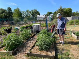 A resident watering his potatoes and tomatoes