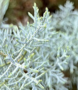 Arizona Cypress