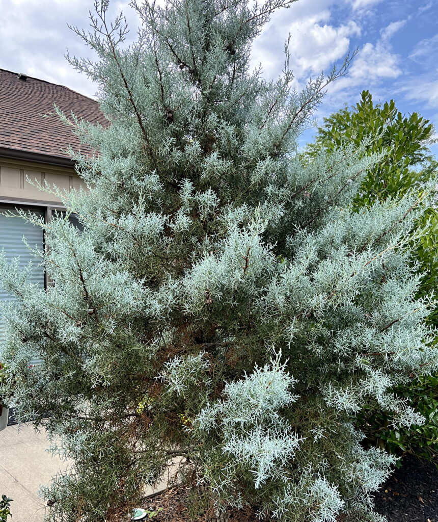 Arizona Cypress