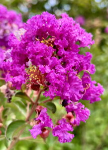 Crepe Myrtle