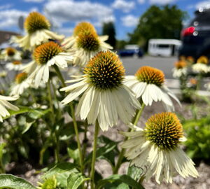 Echinacea