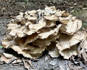 Hen of the Woods fungus