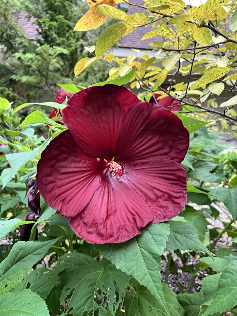 Hibiscus