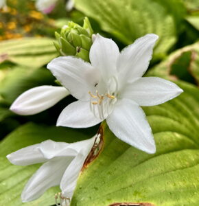 Hosta seiboldiana bloom