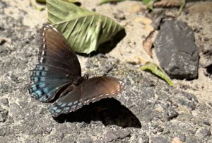 Red-spotted Purple butterfly