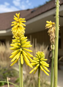 Torch Lily, yellow