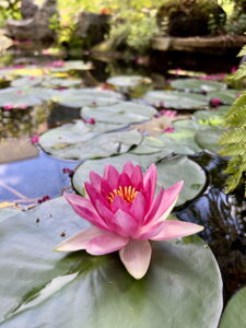 Water Lily. pink