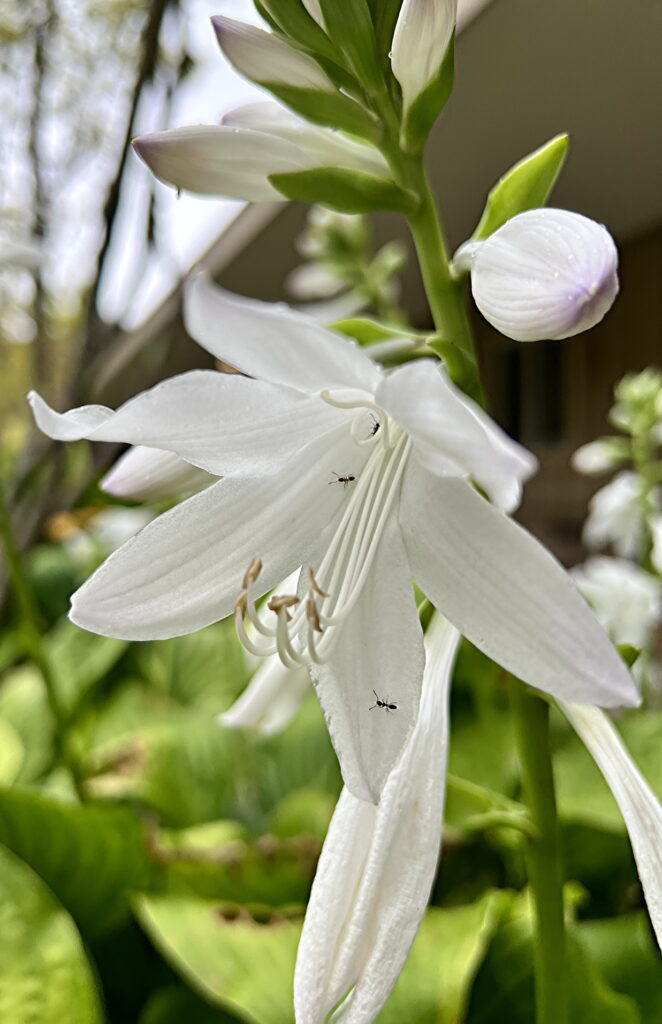 Hosta seiboldiana bloom