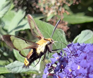 Butterfly Bush with Clearwing Moth