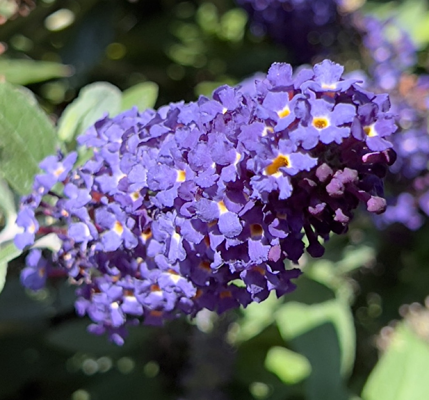 Butterfly Bush