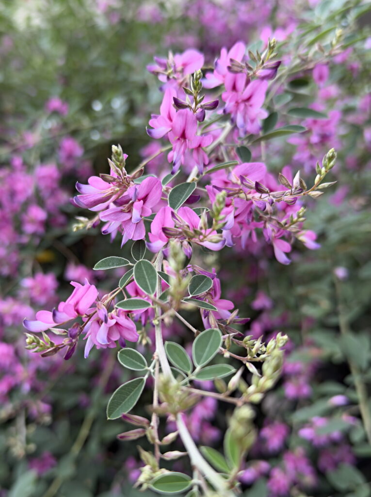 Lespedeza