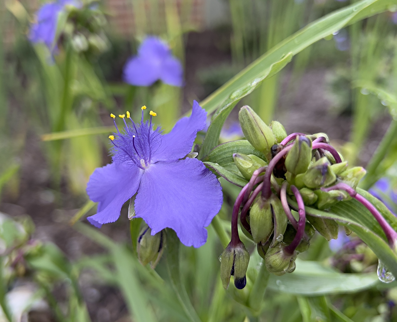 Spiderwort