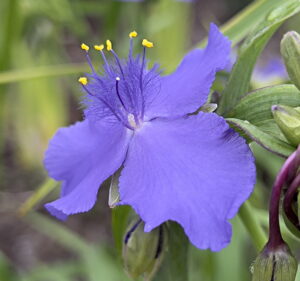 Spiderwort