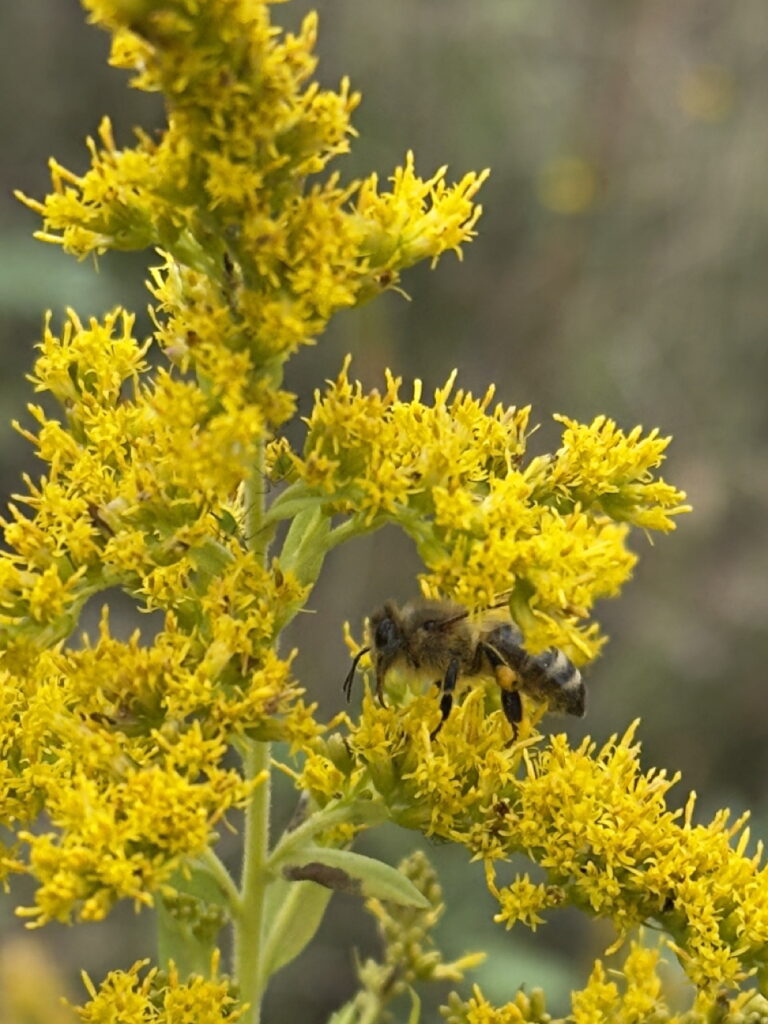 Goldenrod