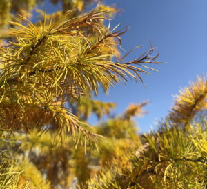 Golden Larch