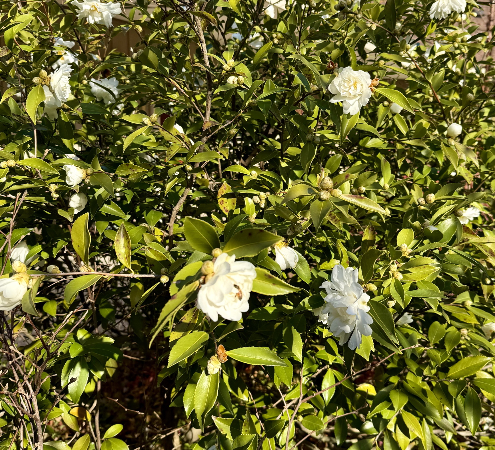 Camellia japonica