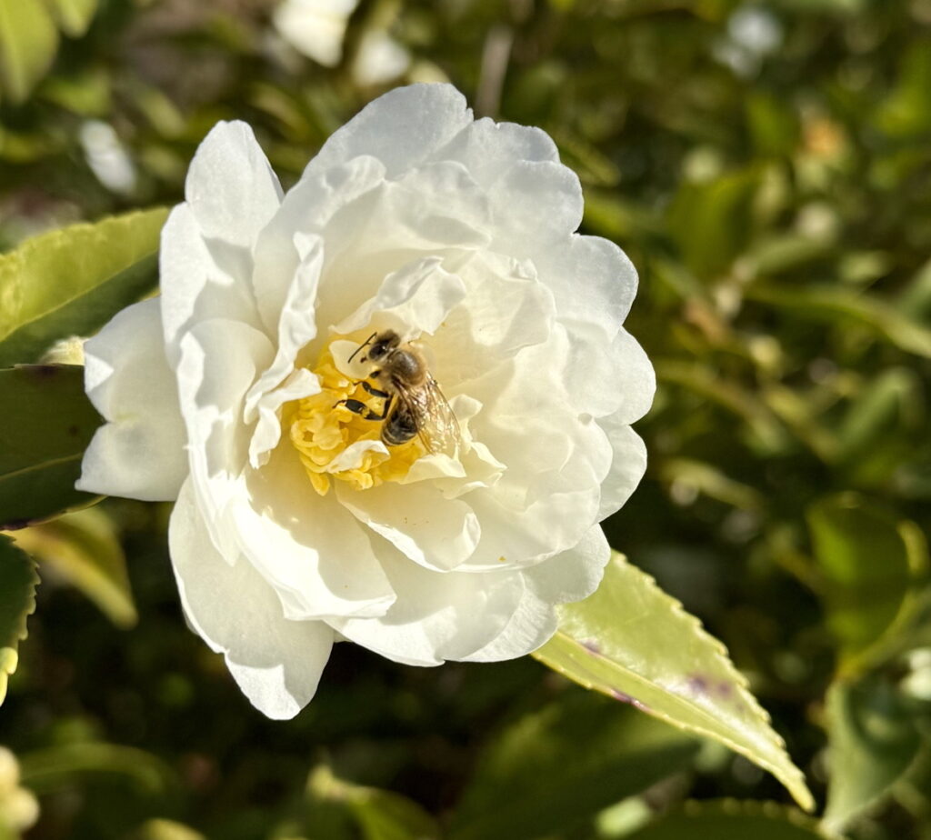 Camellia japonica