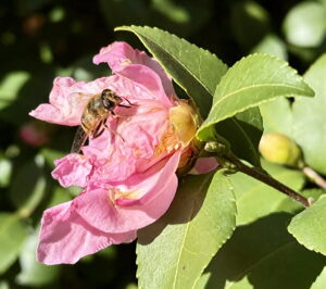 Bee with November Camellia