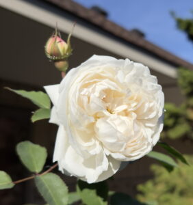 Rose 'Winchester Cathedral'