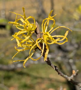 Witch Hazel