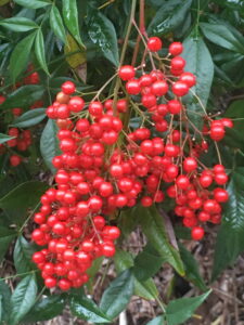 Nandina berries