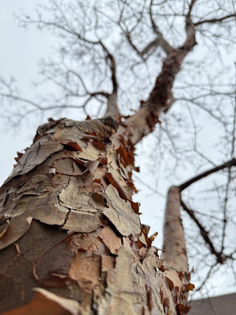 Paperbark Maple