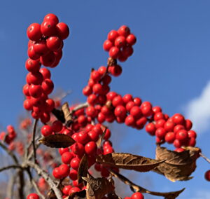 Winterberry