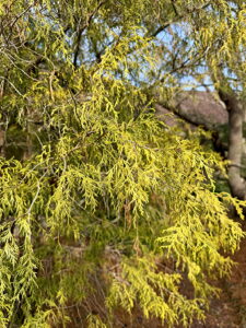 Sawara Falsecypress