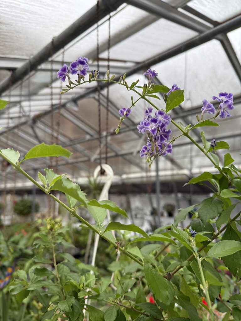 Haddon Greenhouse, winter