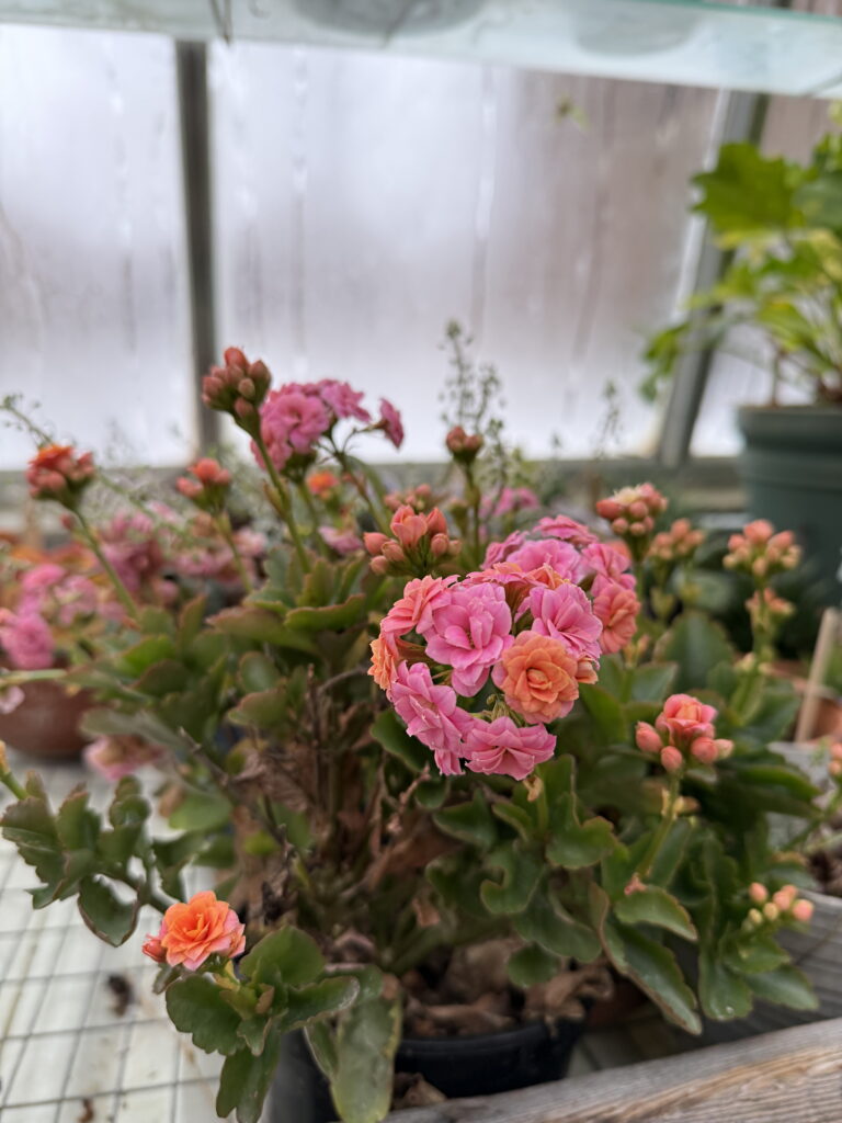 Haddon Greenhouse, winter