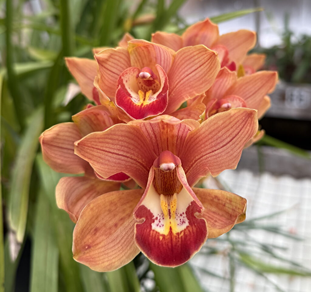 Orchid at Haddon Greenhouse